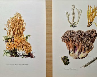 Vintage 1960s Coral Mushroom Set of 2 Prints, Ramaria Aurea & Clavariaceae Fungi, Original Mycology Botanical Wall Art, Natural History