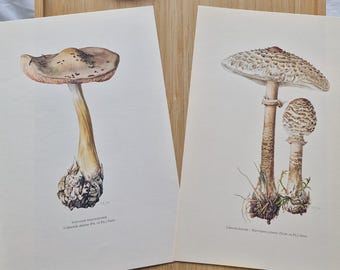 1960s Mushroom Prints Set of 2, Parasol Mushroom Macrolepiota Procera Volvariella Speciosa, Vintage Botanical Fungi Wall Art, Mycology Decor