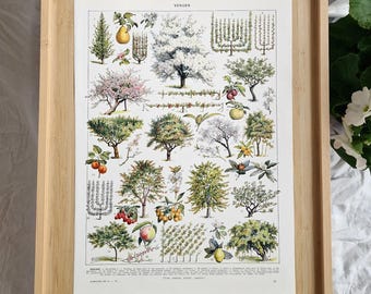 1920s Antique French Orchard Print – Larousse Vintage Fruit Tree Illustration, Botanical Garden Wall Art Decor, Millot Trees Lithograph