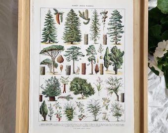 1920s Forest Trees Print – Adolphe Millot Conifers Lithograph, Antique French Larousse Botanical Illustration, Original Tree Wall Art