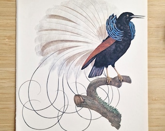 Twelve Wired Bird of Paradise Art Print, Antique Bird Painting