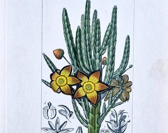 Impresión de Stapelia Hirsuta de la década de 1820: grabado botánico antiguo original coloreado a mano de P.J.F. Turpin, edición italiana. Arte mural con suculentas.