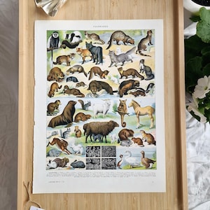 1920s French Mammals Print, Adolphe Millot Zoological Lithograph