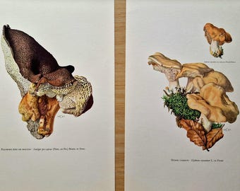 Vintage 1960s Mushroom Set of 2 Prints, Hedgehog Mushroom & Scaly Polypore Fungi, Original Mycology Botanical Wall Art, Natural History