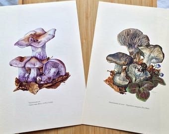 Set of 2 1960s Mushroom Prints, Lepista Nuda Wood Blewit, Hygrophorus Marzuolus March Mushroom, Vintage Botanical Fungi Wall Art, Mycology
