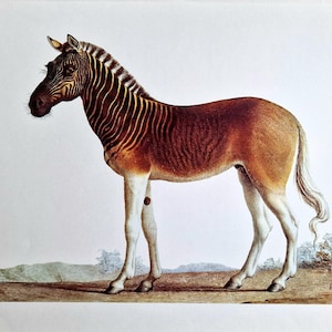 1970s Quagga Print – Original Larousse Equus quagga quagga Lithograph, Extinct Zebra Wildlife Illustration, African Natural History Wall Art