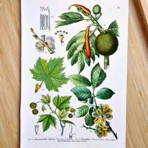 1912 Antique Botanical Print – Platanus orientalis, Ulmus scabra & Artocarpus incisa Tree Illustration, Breadfruit Tree Wall Art