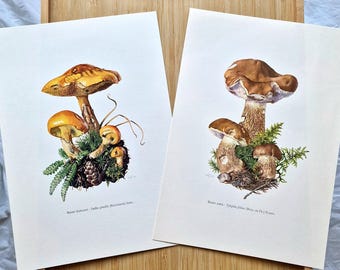 Original Vintage 1960s Mushroom Prints Set of 2, Bolete Fungi, Suillus & Tylopilus, Mycology Botanical Natural History Woodland Wall Art