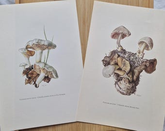 1960s Mushroom Prints Set of 2, Clitopilus Prunulus & Volvariella Surrecta, Vintage Botanical Fungi Wall Art, Mycology Cottagecore Decor