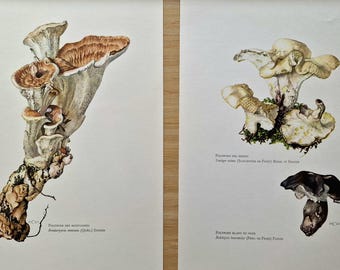 Vintage 1960s Mushroom Set of 2 Prints, Sheep & Mountain Polypore Fungi, Original Mycology Botanical Gallery Wall Art, Natural History