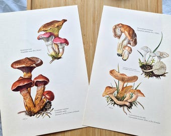 Set of 2 1960s Mushroom Prints, Gomphidius Roseus Rosy Spike, Hygrophorus, Waxcap Fungi, Vintage Botanical Mushroom Wall Art, Mycology Decor