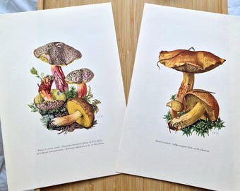 Original Vintage 1960s Mushroom Prints Set of 2, Bolete Fungi, Xerocomus & Suillus, Mycology Botanical Woodland Cottagecore Gallery Wall Art