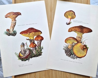 Original Vintage 1960s Mushroom Prints Set of 2, Bolete Fungi, Suillus & Phylloporus, Mycology Botanical Woodland Natural History Wall Art