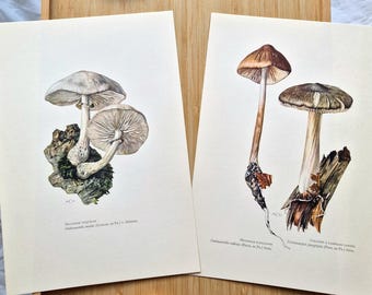 1960s Mushroom Prints Set of 2, Oudemansiella Mucida Porcelain Fungus, Rooting Shank, Vintage Botanical Mushroom Wall Art, Woodland Mycology