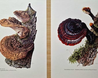 Vintage 1960s Ganoderma Mushroom Set of 2 Prints, Reishi, Artist’s Conk, Original Mycology Botanical Gallery Wall Art, Natural History decor