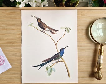 Lámina vintage de colibrí de cola de golondrina, ilustración de aves tropicales de la década de 1970, arte de historia natural, arte mural exótico, decoración ornitológica original.