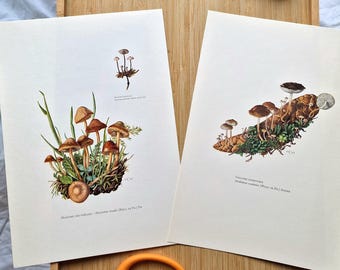 Set of 2 Prints 1960s Mushroom, Marasmius Oreades Fairy Ring Mushroom & Strobilurus Esculentus, Vintage Botanical Fungi Wall Art, Mycology