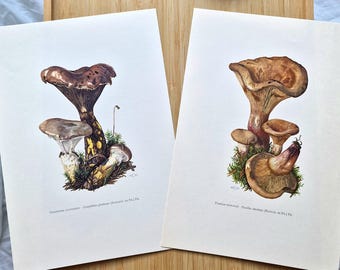 1960s Mushroom Prints Set of 2, Paxillus Involutus Brown Roll-Rim & Gomphidius Glutinosus Slimy Spike, Vintage Mushroom Botanical Wall Art
