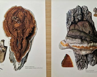 Vintage 1960s Mushroom Set of 2 Prints, Dry Rot & Bracket Fungus, Original French Mycology Botanical Gallery Wall Art, Woodland Decor