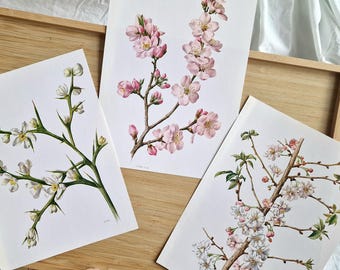 Conjunto de 3 láminas florales botánicas vintage: ilustraciones de flores de Malus, Prunus y Pyrus. Arte mural de flores de manzano, cerezo y peral, arte primaveral.