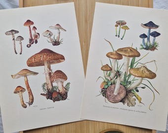 1960s Mushroom Prints Set of 2, Lepiota Mushrooms & Entoloma Clypeatum, Vintage Botanical Fungi Wall Art, Mycology Prints, Cottagecore Decor