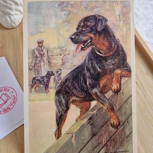 以下が含まれることがあります： 木製の柵を飛び越えるロットワイラー犬が描かれたヴィンテージポストカード。犬は黒と茶色の毛並みで、赤い首輪をしており、舌が出ています。コートを着た男性と他の2匹の犬が背景にいます。ポストカードはセピア色です。