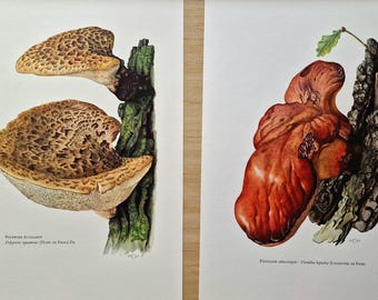 Original Vintage 1960s Mushroom Prints Set of 2, Dryad’s Saddle, Beefsteak Fungus, Mycology Fungi Botanical Natural History Gallery Wall Art