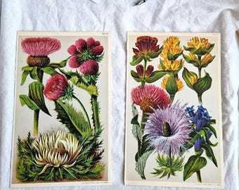 Conjunto de dos láminas botánicas de cardo alpino y genciana (Cirsium, Carlina y Gentiana). Litografías suizas raras de principios del siglo XX, arte mural floral.