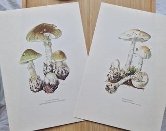 1960s Mushroom Prints Set of 2, Death Cap & Destroying Angel, Amanita Phalloides Amanita Virosa, Vintage Botanical Fungi Wall Art, Mycology
