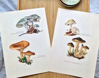 1960s Mushroom Prints Set of 2, Clitocybe Odora Aniseed Funnel & Hygrophorus Fungi, Vintage Botanical Mushroom Wall Art, Mycology Decor