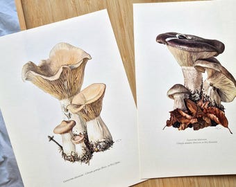 1960s Mushroom Prints Set of 2, Clitocybe Geotropa Trooping Funnel & Clitocybe Nebularis Clouded Agaric, Vintage Mushroom Botanical Wall Art