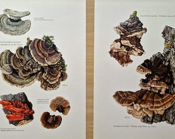 Vintage 1960s Mushroom Set of 2 Prints, Turkey Tail & Bracket Fungi, Original Mycology Botanical Gallery Wall Art, Natural History Decor