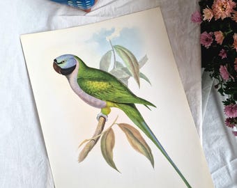Lithographie oiseaux John Gould -Platycercus Icterotis- Brocante Le