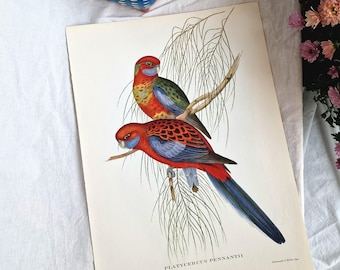 Lithographie John Gould Crimson Rosella - Platycercus pennantii, grand oiseau d'art mural vintage, 1955 impression histoire naturelle, format A3
