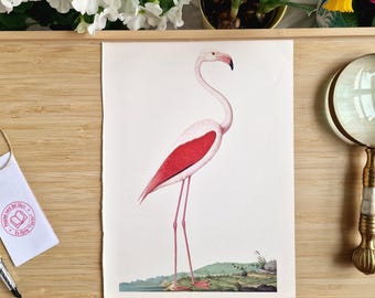 Grabado de flamenco común de la década de 1970, ilustración vintage de aves Phoenicopterus roseus, arte mural de ornitología de Larousse, litografía de Nicolas Robert