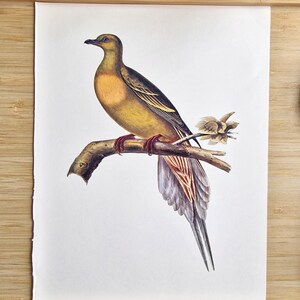 Jaren 1970 pin-tailed groene duif print, Treron apicauda vintage vogel illustratie, Larousse natuurhistorie kunst aan de muur, ornithologie lithografie