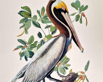 Impresión de pelícano pardo de Audubon de 1975, edición rara, arte mural de aves costeras de gran tamaño: ilustración vintage de pelícano, arte de historia natural y ornitología.