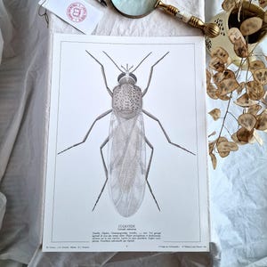 Op de afbeelding: Een vintage insectenprint met een gedetailleerde tekening van een Culicoides, met wetenschappelijke tekst. Een vergrootglas, pen en label liggen naast de print. De afbeelding staat op een witte ondergrond met gedroogde planten.
