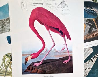 Impresión de flamenco Audubon de edición rara de 1975, arte mural de aves de gran tamaño: ilustración de ornitología vintage de flamenco rosa, arte de historia natural