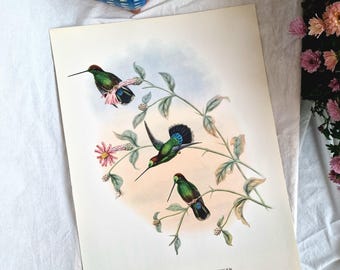 Gran litografía de colibrí de John Gould (Dorifera veraguensis), arte mural vintage de aves exóticas, impresión de historia natural de 1955, tamaño A3.