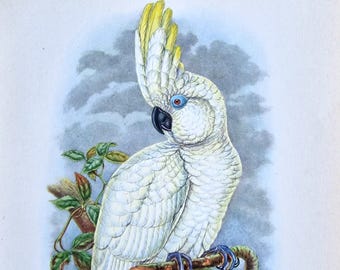 Grabado de cacatúa de ojos azules de 1948: arte mural vintage de aves exóticas de ornitología de John Gould, ilustración litográfica de historia natural de mediados de siglo.