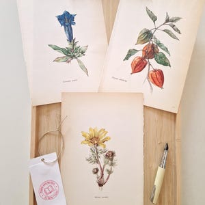 Puede incluir: Impresiones botánicas de flores y plantas, incluyendo una flor azul, bayas naranjas y una flor amarilla, se muestran en una bandeja de madera. También hay una etiqueta con texto y una pluma estilográfica crema. Una ramita de flores rosas descansa encima.