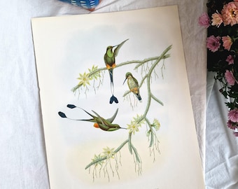 Lithographie de colibri de John Gould – Spathura solstitialis, grande affiche vintage représentant un oiseau exotique, estampe d'histoire naturelle de 1955, format A3