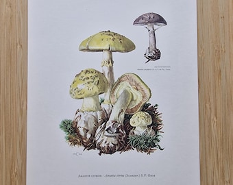 Odbitka z grzybem z lat 60., muchomor cytrynowy i porfiria, sztuka ścienna z grzybami botanicznymi w stylu vintage, dekoracja kuchni z trującym żółtym lasem