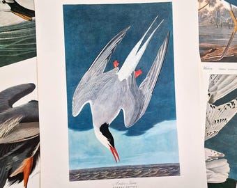 Impresión Audubon de Charrán Ártico de 1975, Edición Rara, Arte Mural de Aves de Gran Tamaño: Ilustración Vintage de Aves Marinas, Arte de Historia Natural y Ornitología