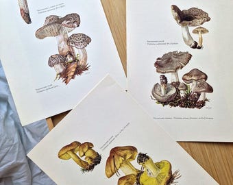 1960s Mushroom Prints Set of 3, Tricholoma Equestre Man on Horseback, Tricholoma Terreum Grey Knight, Vintage Botanical Mushroom Wall Art