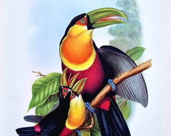 Lámina vintage de tucán pechirrojo (1948), John Gould, arte mural de tucán tropical, litografía de ornitología, ilustración de historia natural.