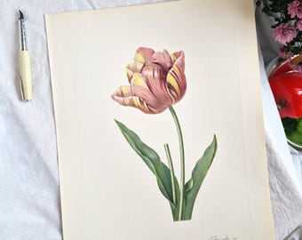Gran impresión botánica antigua de tulipanes Redouté – Tulipe Cultivée, 1956 Litografía de fototipo de ilustración floral vintage, arte de pared de una sola flor