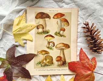 Puede incluir: Naturaleza muerta otoñal con una ilustración vintage de setas, hojas de otoño coloridas, una calabaza verde y una piña. La ilustración muestra varios tipos de setas con sombreros marrones y blancos.