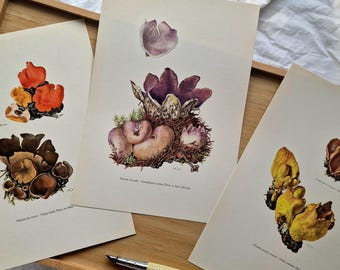 Vintage 1960s Mushroom Set of 3 Prints, Orange Peel Fungus Peziza Otidea, Original Mycology Botanical Gallery Wall Art, Natural History